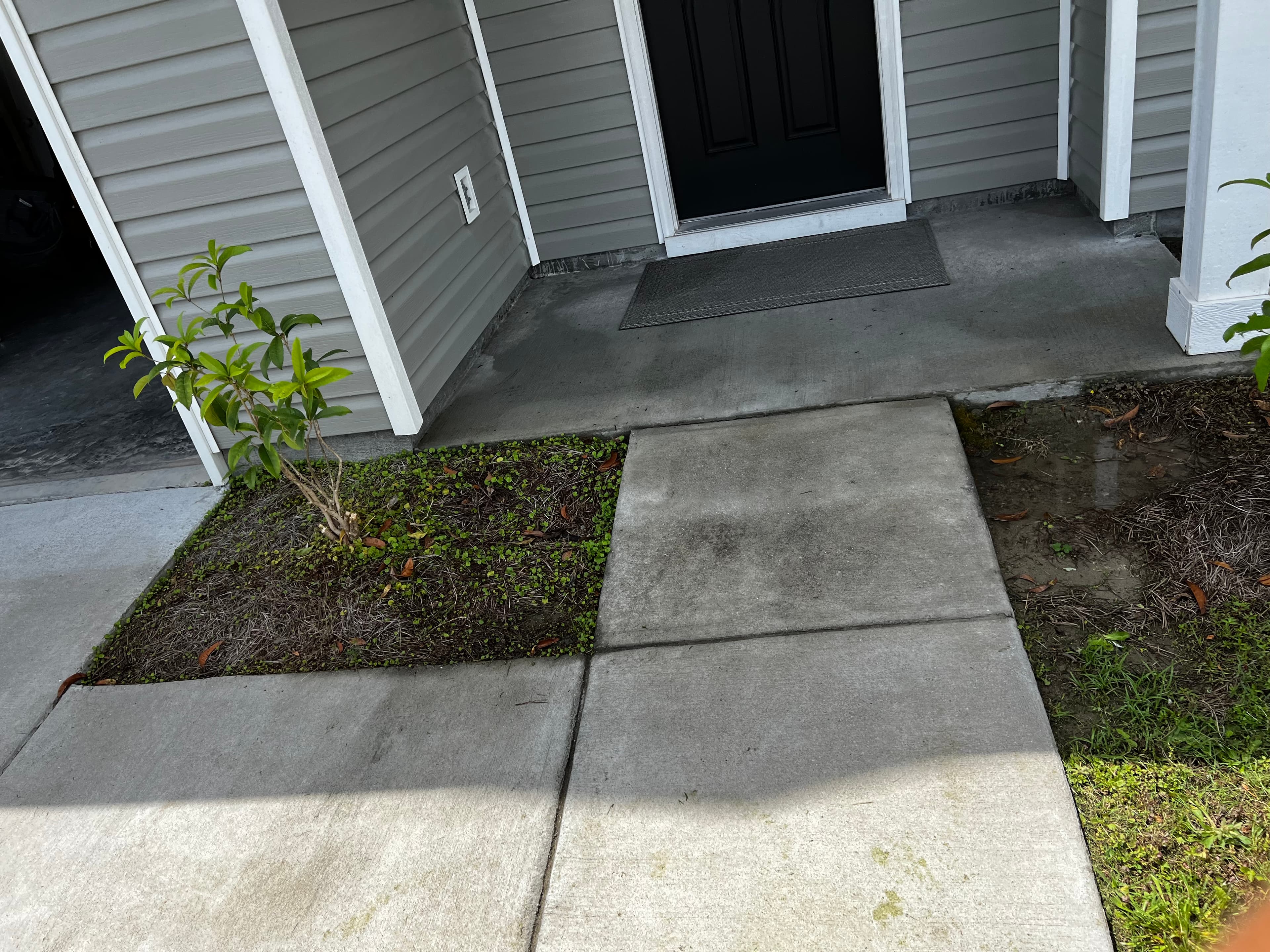 Overgrown front walkway documented during property visit