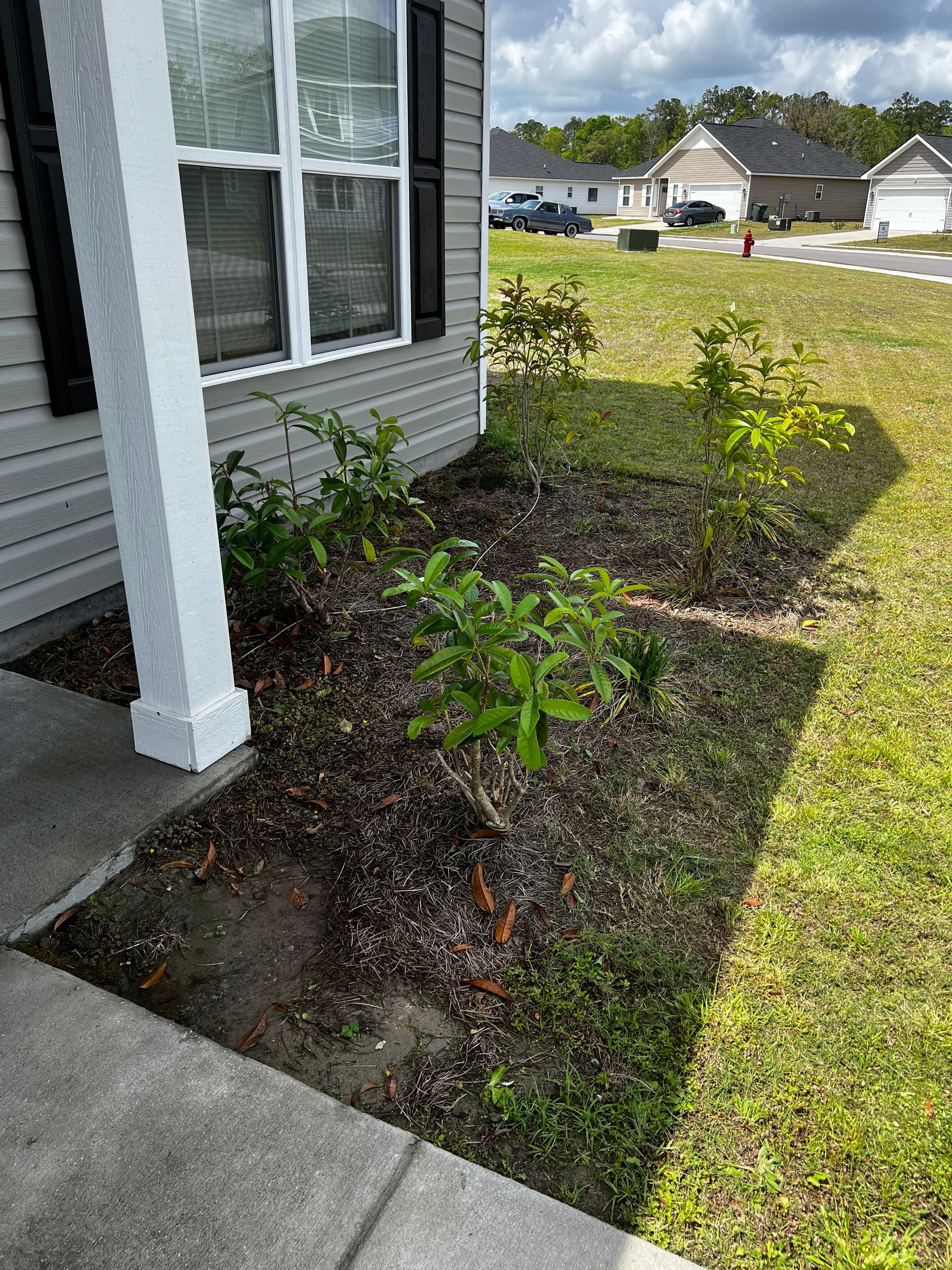 Garden bed before cleanup